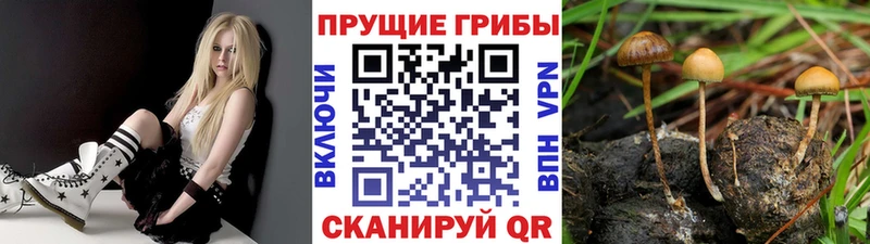 Купить  Чадан  Галлюциногенные грибы мицелий 